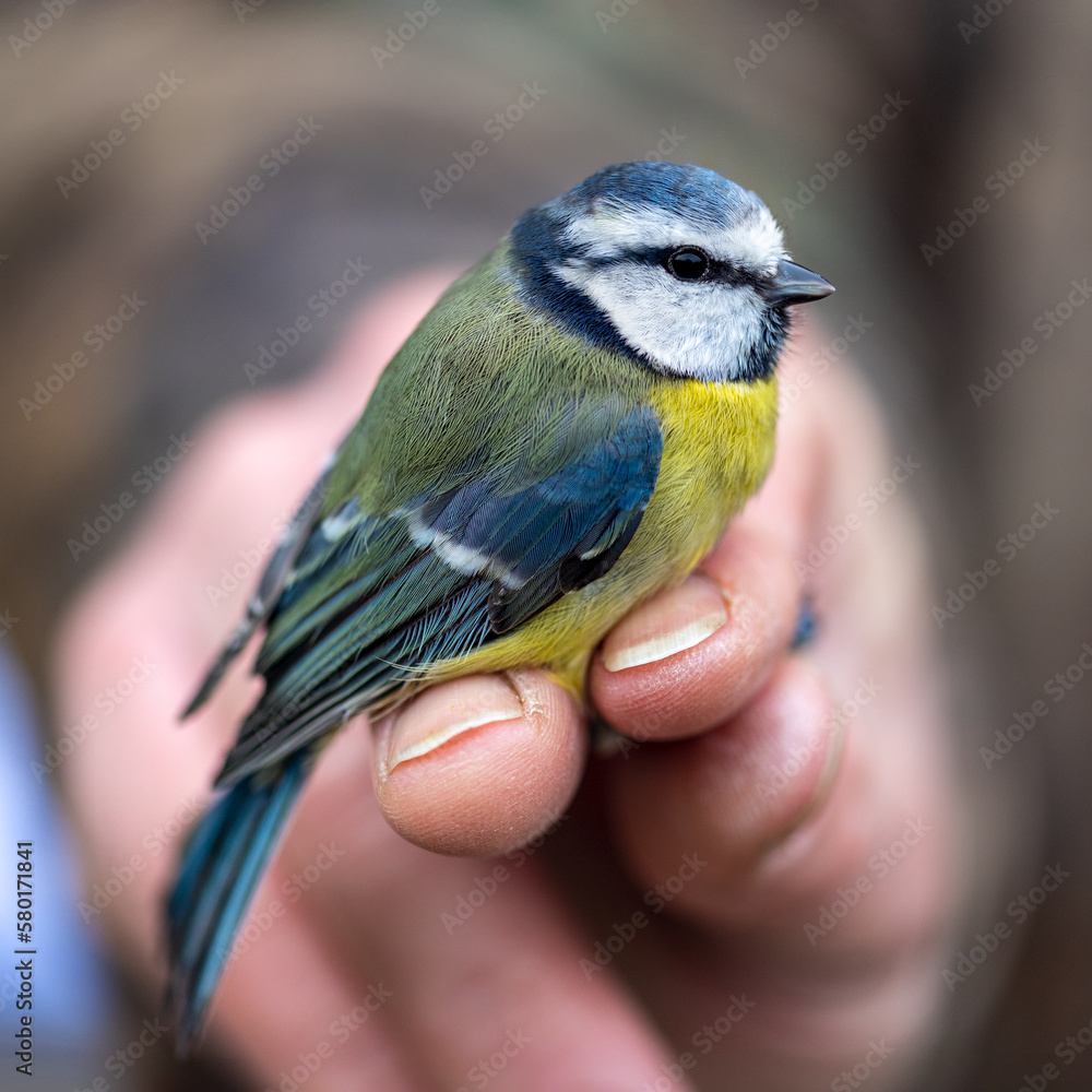 Obraz premium Close up of a blue tit held in the hand. Conservation ringing.