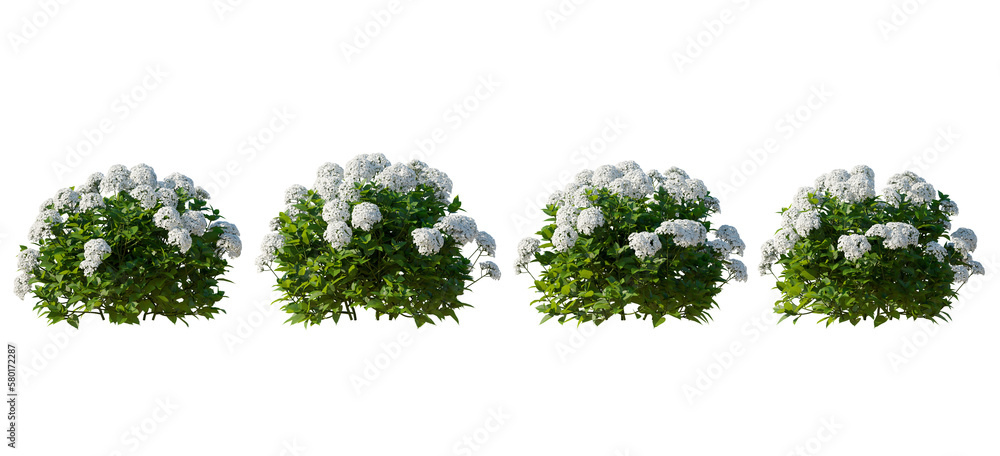 Set of hydrangea arborescens annabelle bush shrub isolated png on a transparent background perfectly cutout 