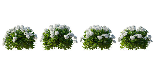 Hydrangea arborescens annabelle bush shrub isolated png on a transparent background premium cutout 