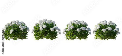 Tableau sur toile Set of hydrangea arborescens annabelle bush shrub isolated png on a transparent