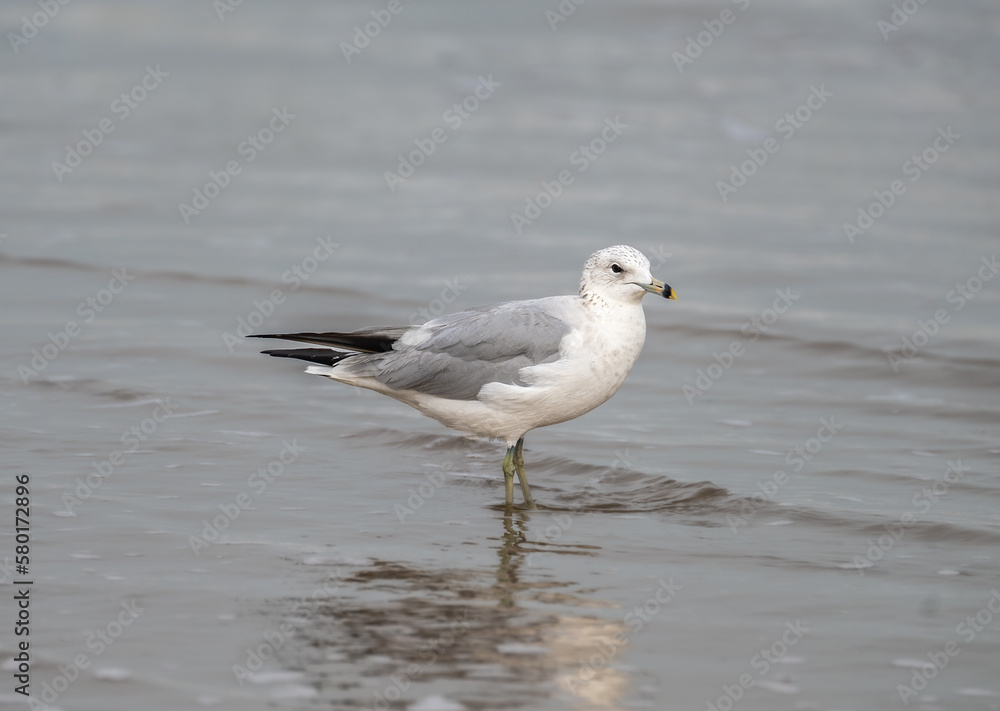 seagull on the beach seagull on the beach