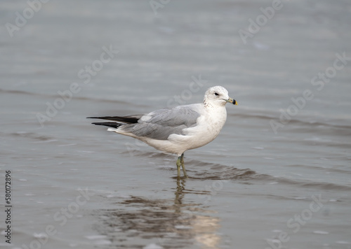 seagull on the beach © Colin