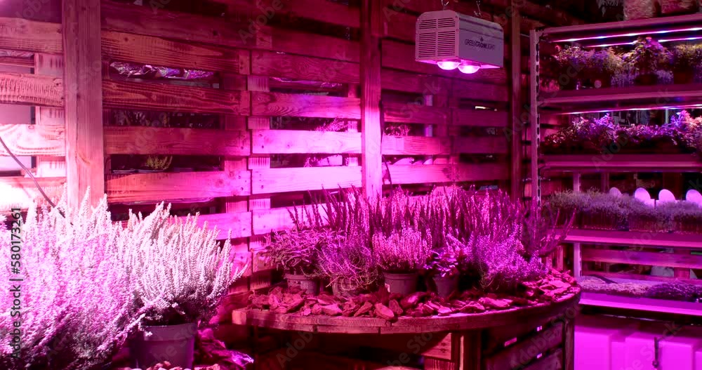 Growing plants in artificial light, red color growth acceleration small