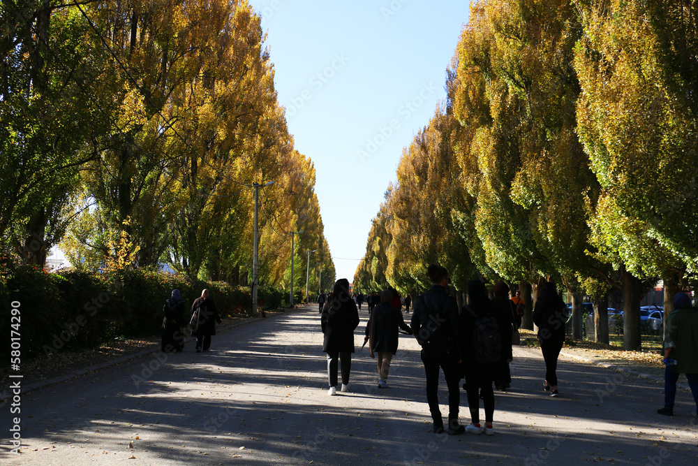 Turkey: A wonderful view of poplar trees planted in the Eskişehir Sazova Science, Art and Culture Park