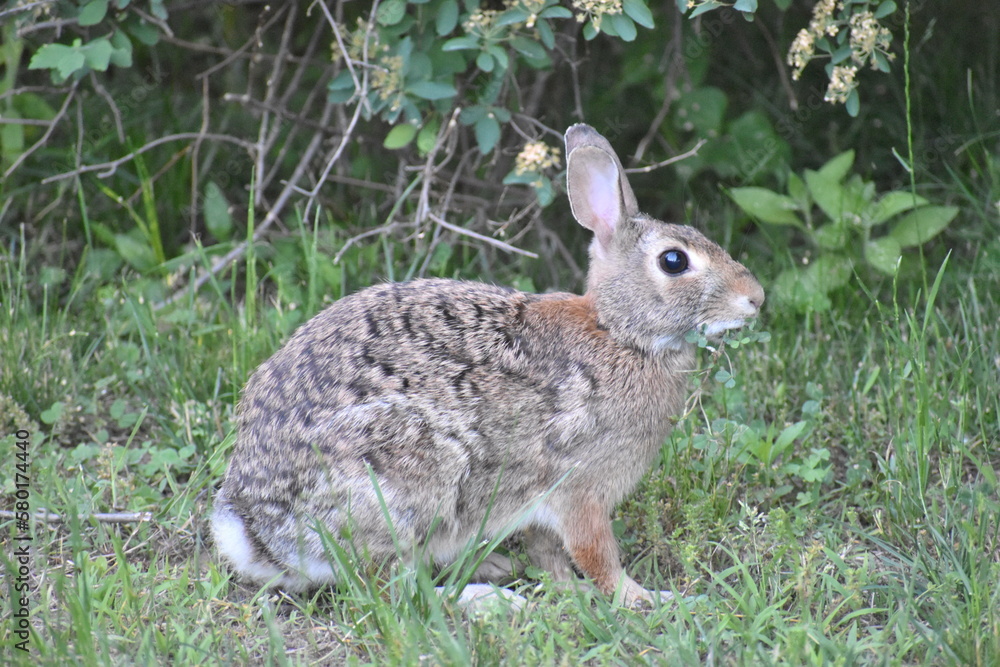 Fototapeta premium Rabbit eating 