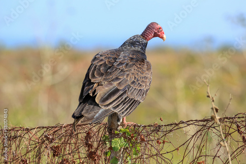 Geier in der Natur