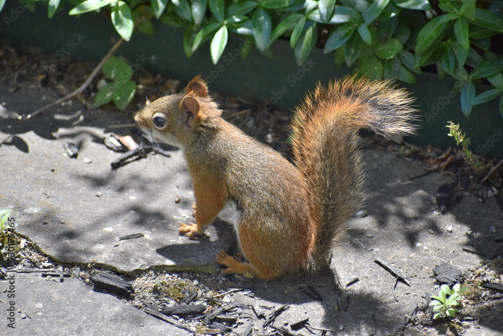 Red squirrel 