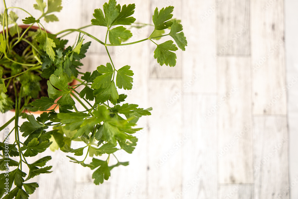 Overhead shot of Italian Parsley, Flat Leaf Parsley in a terracotta pot isolated on a white hardwood floor background Overhead shot of Italian Parsley, Flat Leaf Parsley in a terracotta pot isolated on a white hardwood floor background