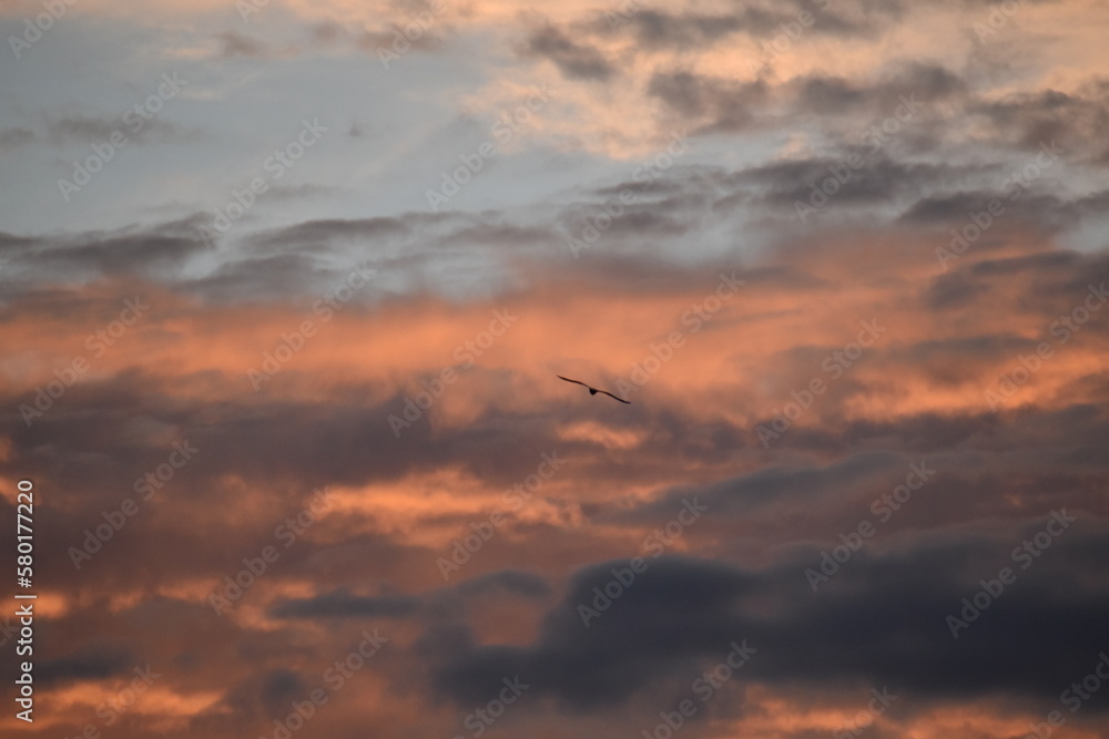 Seagull in flight at sunset 