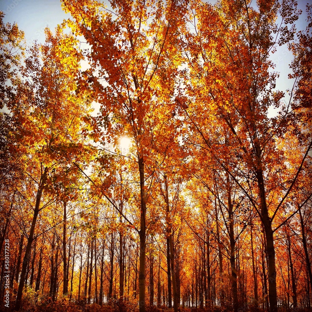 Autumn Autumn