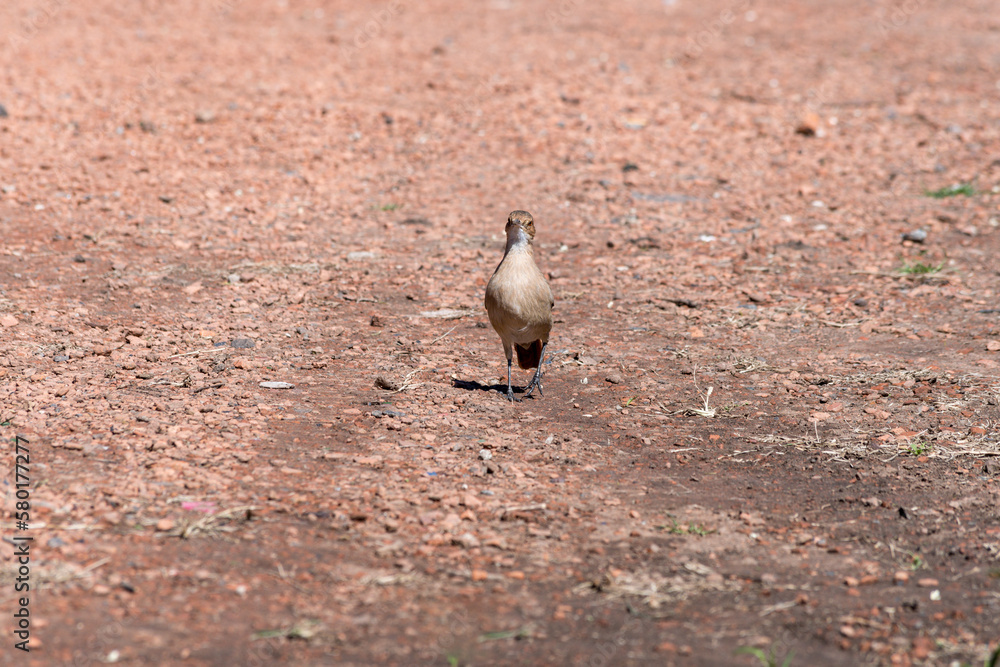 Fototapeta premium Brown Thrush walking on a reddish ground