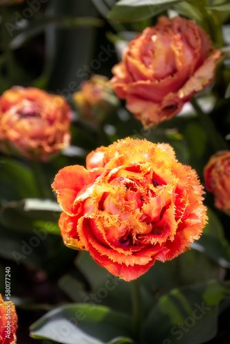 Beautiful bright orange Tulipa Sensual Touch in spring in the sunshine