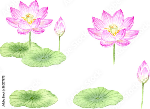 水彩で描いた蓮の花のセット　ベクター © miko