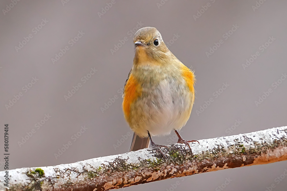 Fototapeta premium ルリビタキ