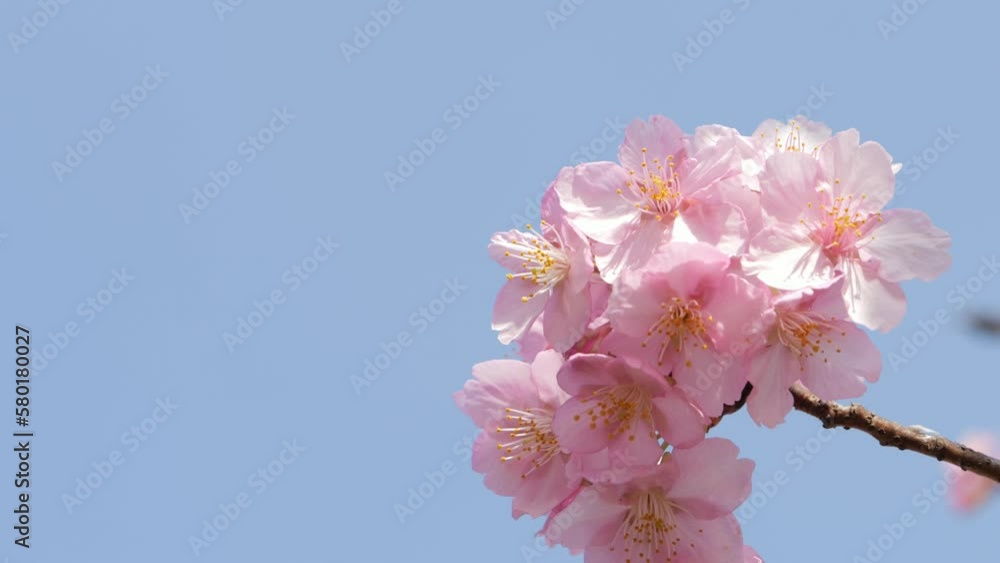 Slow motion of beautiful swaying cherry blossoms on a sunny spring day Slow motion of beautiful swaying cherry blossoms on a sunny spring day