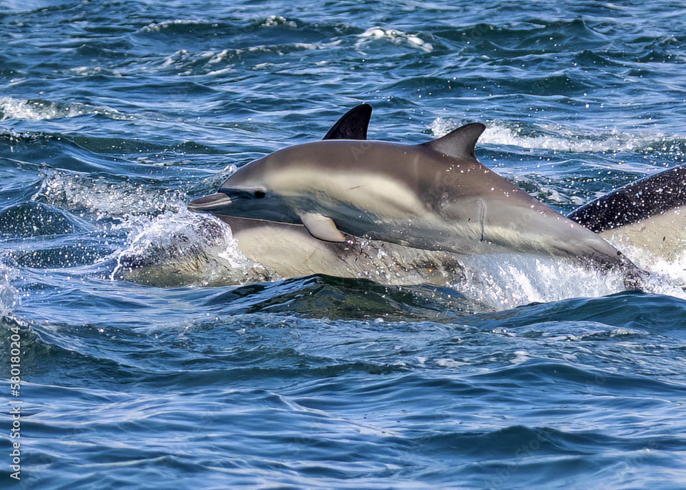 Obraz premium Common Dolphin