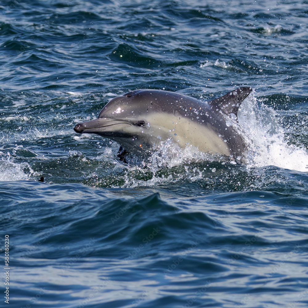 Fototapeta premium Common Dolphin