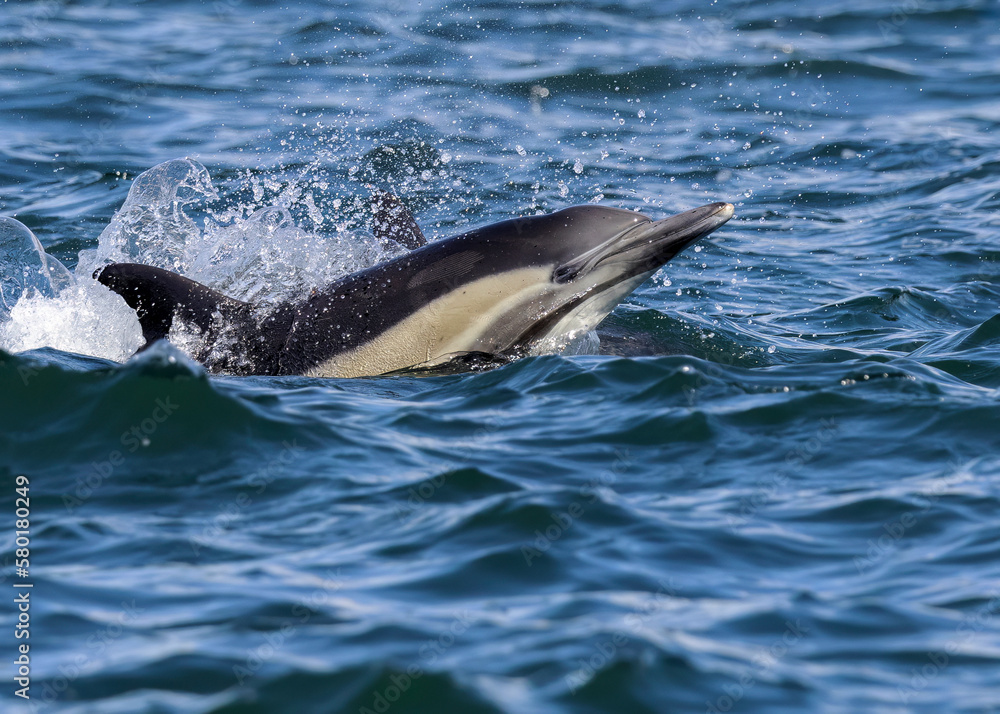 Fototapeta premium Common Dolphin