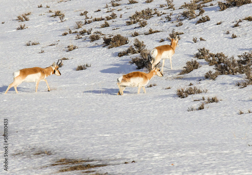 antelope in the snow