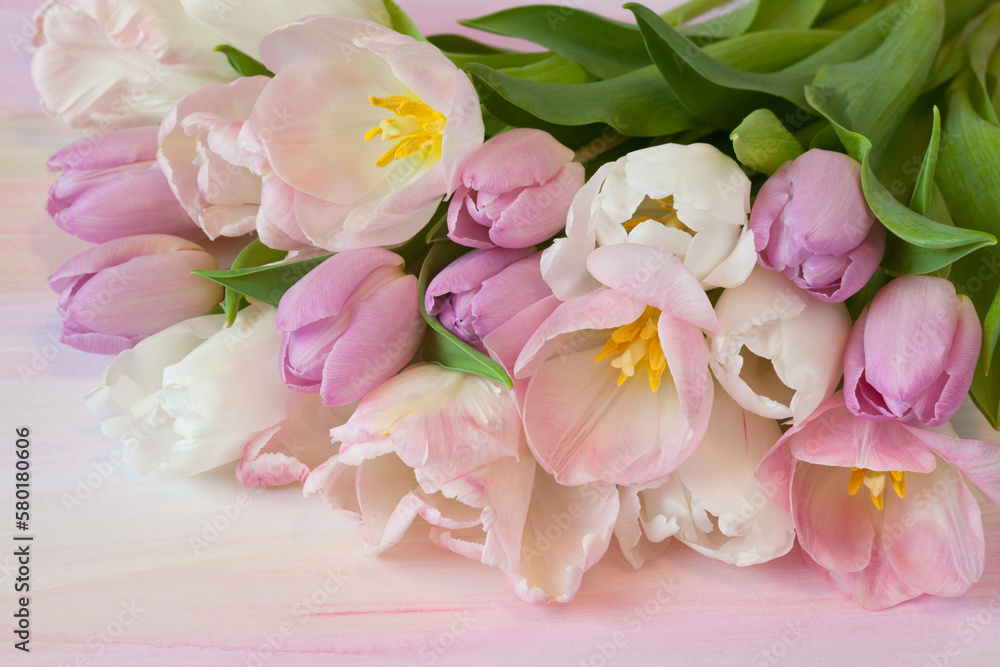 Bouquet of pink, white and purple tulips closeup on colorful watercolor paper background, beautiful postcard.