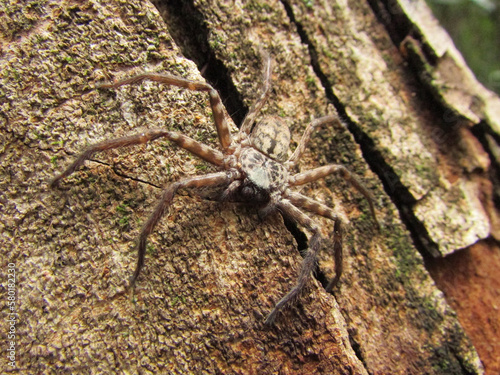A spider on a tree trunk in a tropical forest