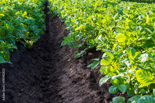 campo de plantas de papa verdes, con tierra fertin negra 