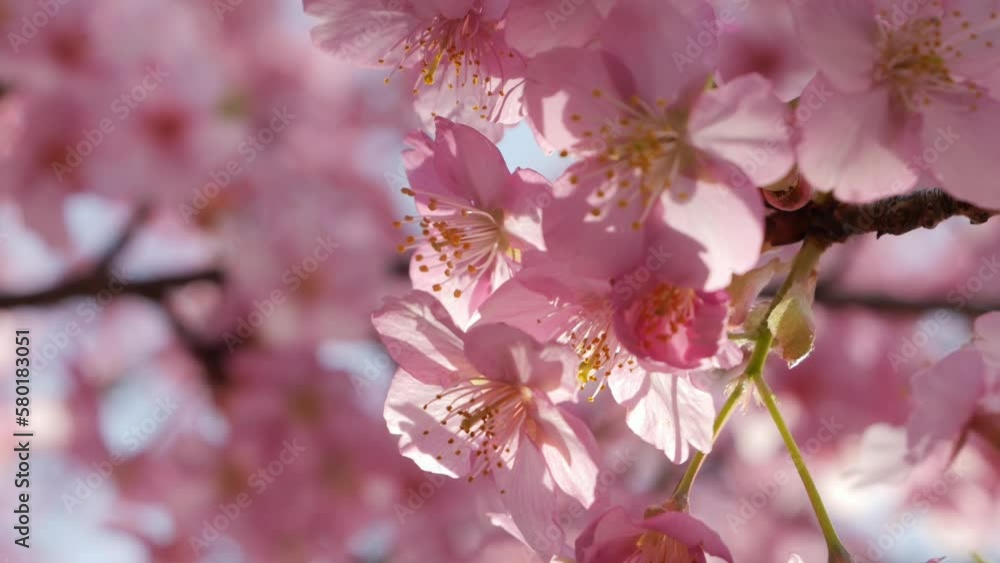 Slow motion of beautiful swaying cherry blossoms on a sunny spring day Slow motion of beautiful swaying cherry blossoms on a sunny spring day