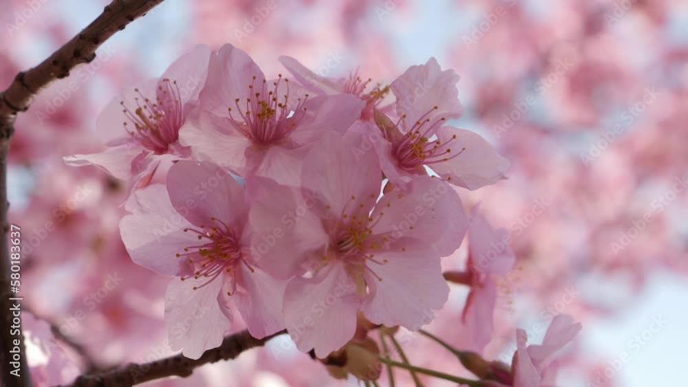 Slow motion of beautiful swaying cherry blossoms on a sunny spring day Slow motion of beautiful swaying cherry blossoms on a sunny spring day