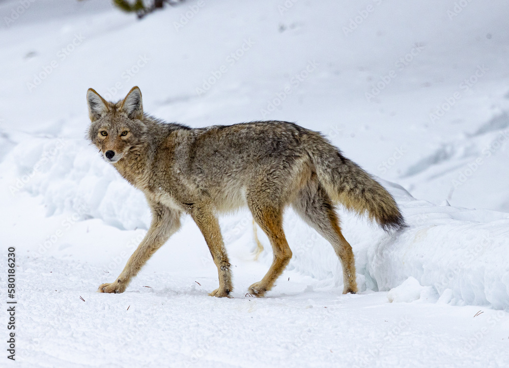 Fototapeta premium Coyotes of Yellowstone Nationa Park
