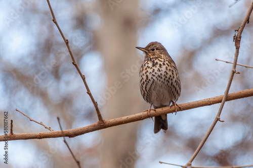 Song Thrush
Turdus philomelos
Plumage brown above and whitish below with droplet-shaped dark spots; breast has rich buffy wash in fresh plumage (mainly autumn–winter).