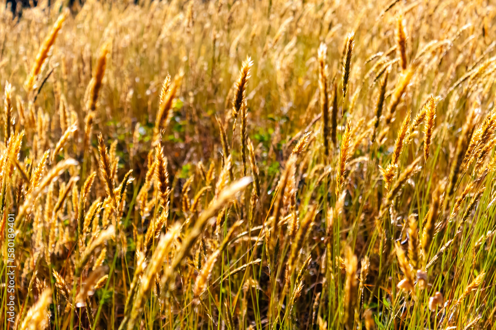Fototapeta premium Golden wheat field
