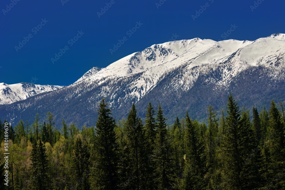 There is a beautiful birch forest near Kanas Lake There is a beautiful birch forest near Kanas Lake