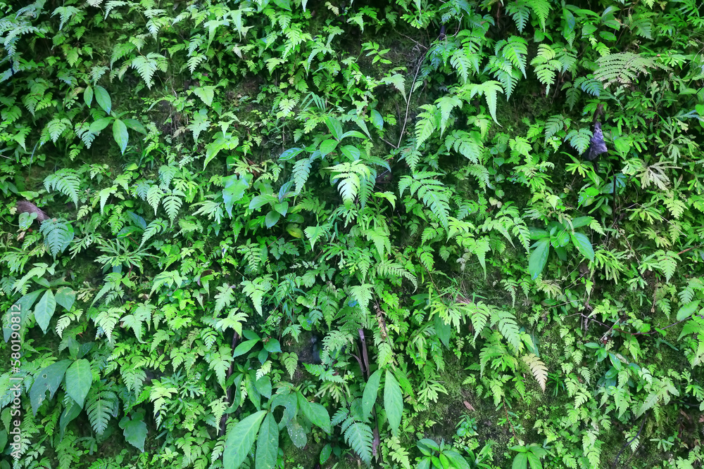 tropical greenery leaves abstract background jungle nature rainforest tropical greenery leaves abstract background jungle nature rainforest