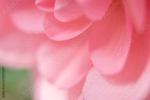 ピンクの花弁
