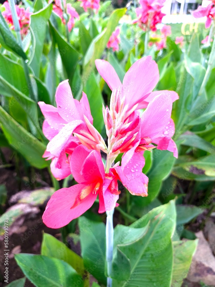 Close up Red Pink Flower with blur background Close up Red Pink Flower with blur background