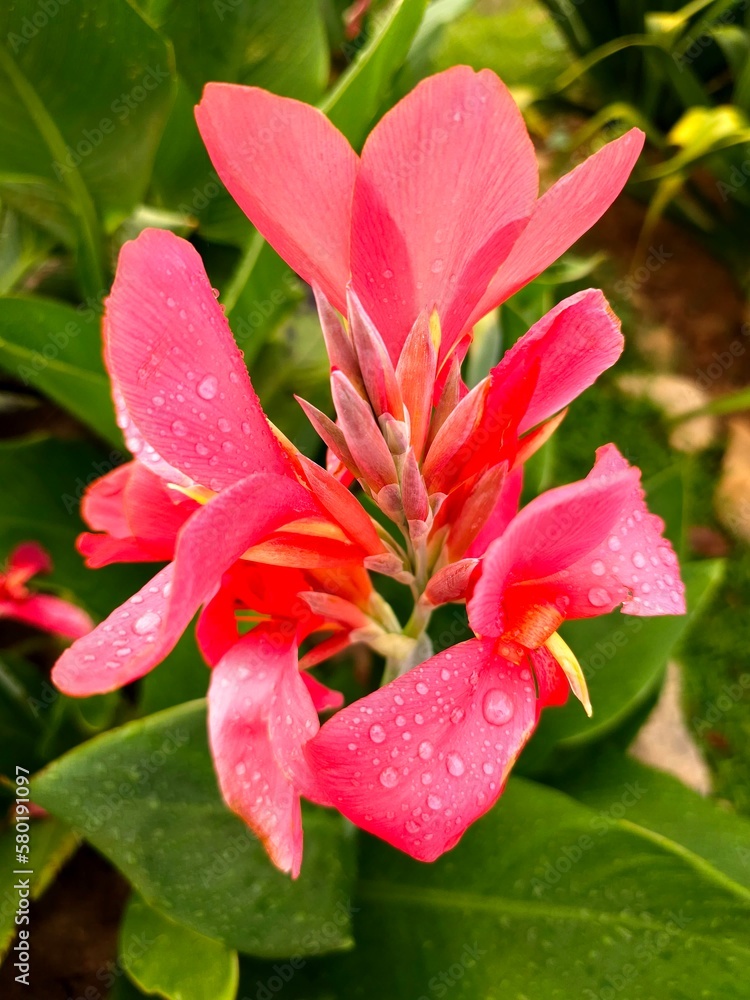 Close up Red Flower with blur background Close up Red Flower with blur background
