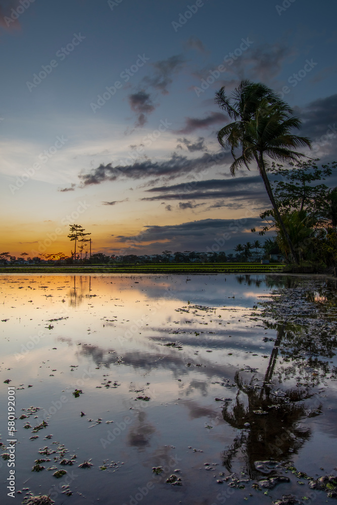 The sun sets over the rice fields. sunset reflection The sun sets over the rice fields. sunset reflection