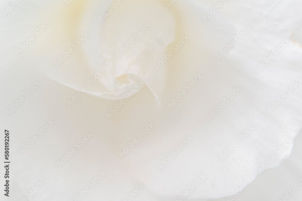 Fototapeta premium 白いバラ