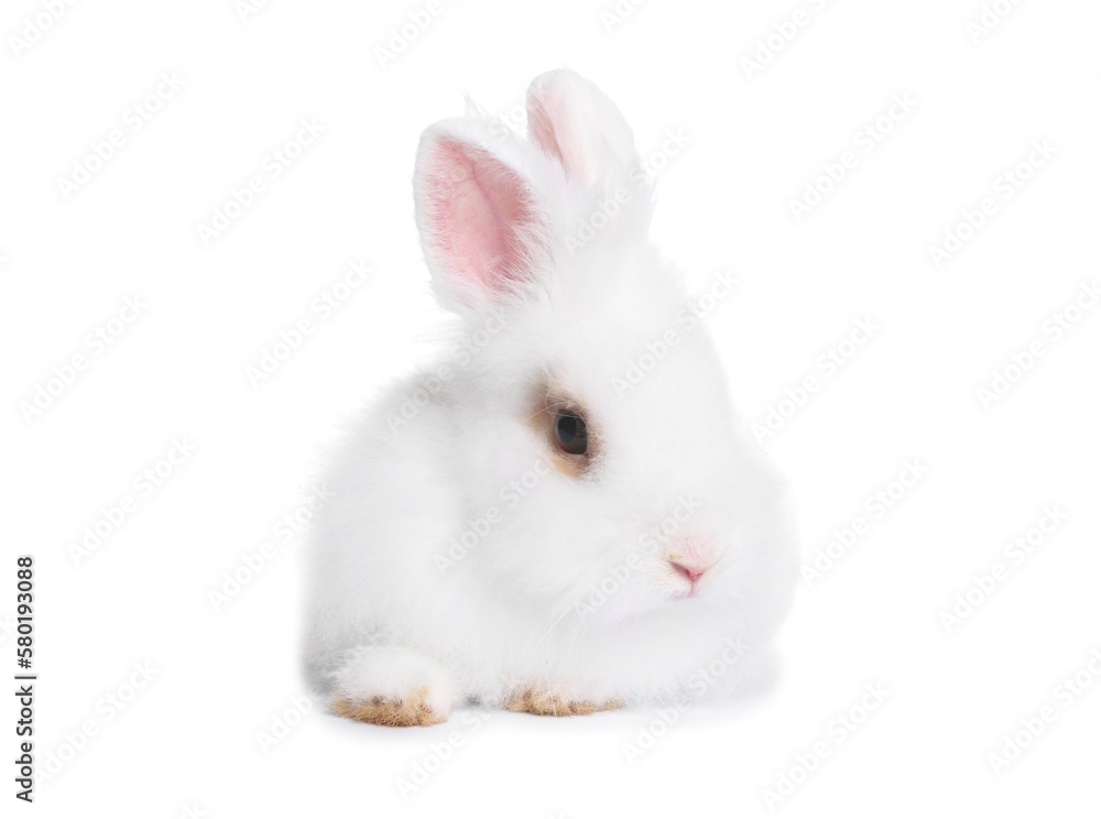 Fluffy rabbit on white background. Cute pet