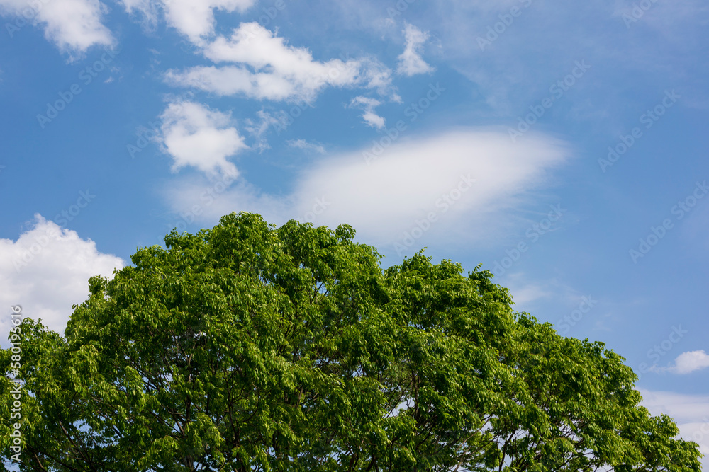 森と空