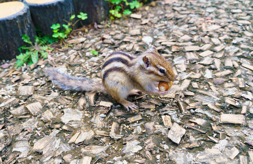 どんぐりをかじるシマリス