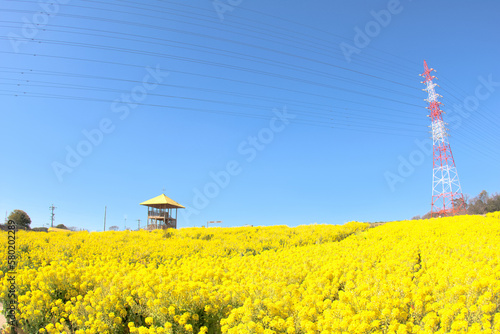 [愛知県]日進市の愛知牧場の菜の花畑