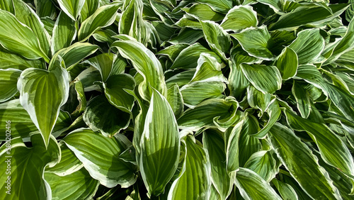 close up of hostas plant