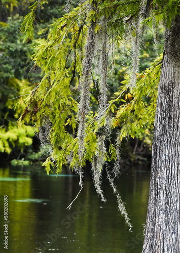 Spanish Moss on a Cypress Tree In Tampa Florida