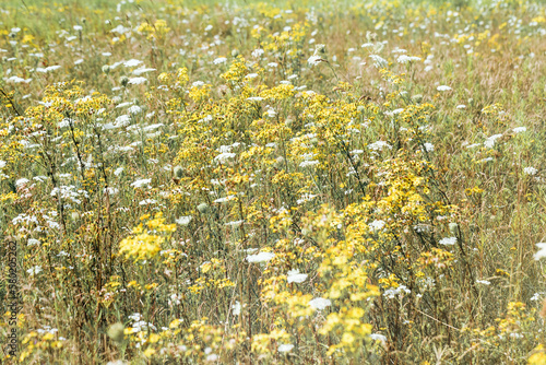 Field grass is blooming beautifully, white and yellow wildflowers as natural background. Nature aesthetics flowering Crepis tectorum, Heracleum plants, nature scene, wild growth flowers