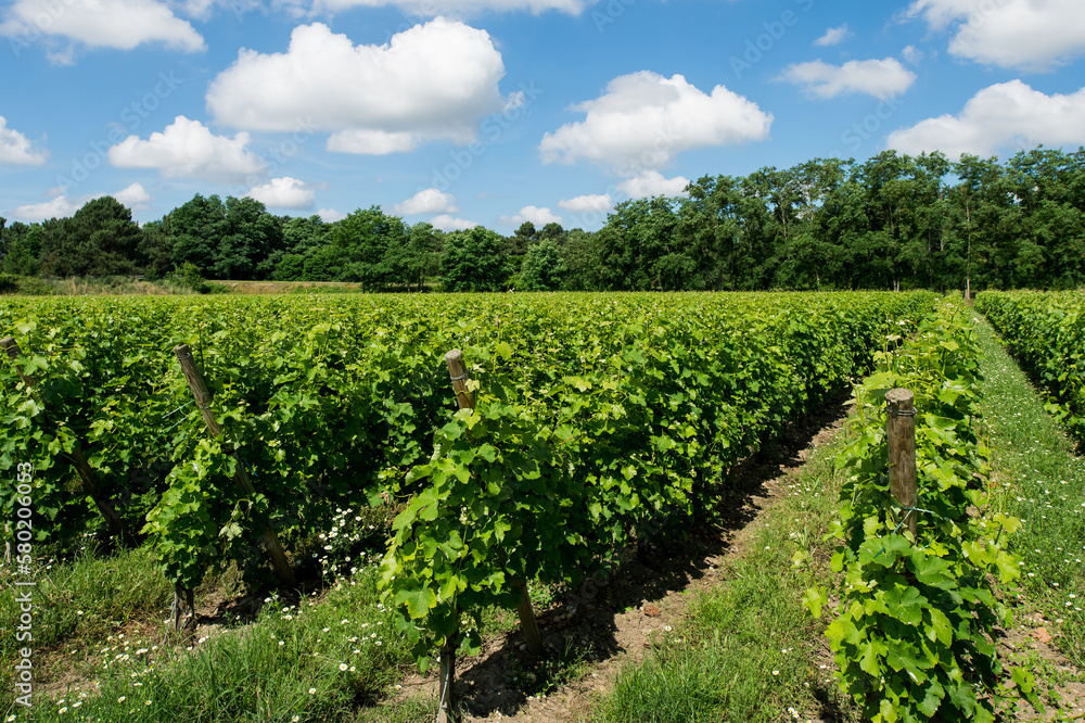 A vineyard with blue sky and clouds