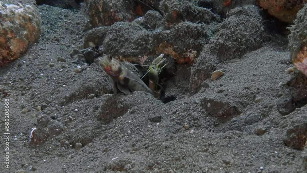 Goby Fish Lives In The Same Hole With Yellow Shrimps That Clean The goby-fish-lives-in-the-same-hole-with-yellow-shrimps-that-clean-the