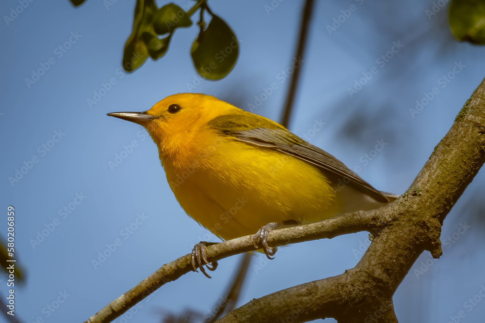 Obraz premium A male Prothonotary Warbler poses on a twig. Raleigh, North Carolina.