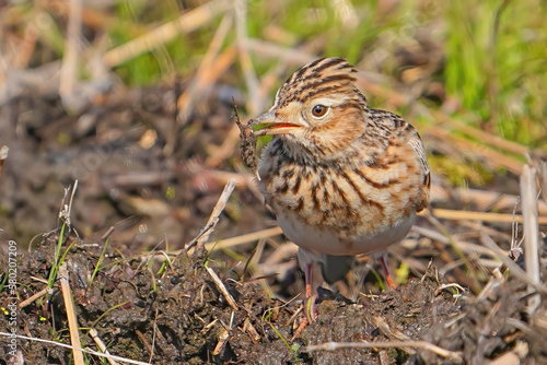 Wallpaper Mural カシラダカ Torontodigital.ca