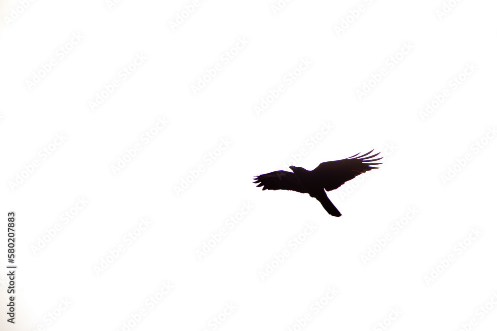 カラス カラス